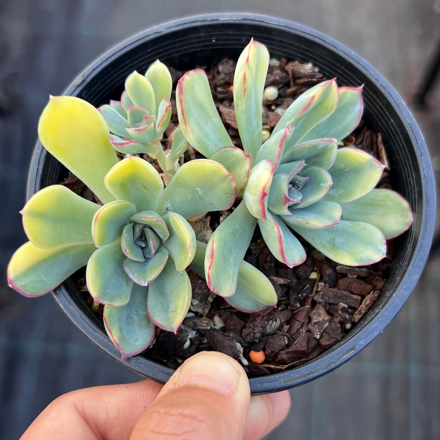Echeveria pulidonis yellow variegation