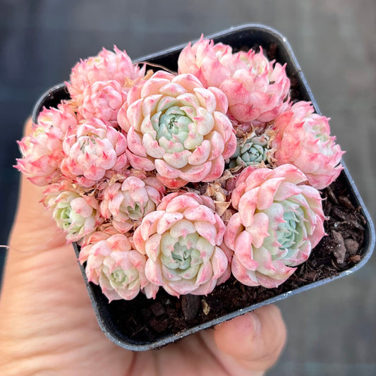 Echeveria heartbeat
