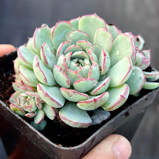 Echeveria minima 'Super Circle'