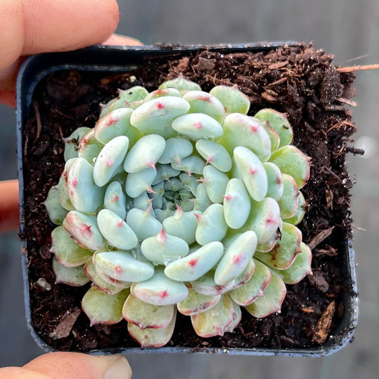 Echeveria meet up