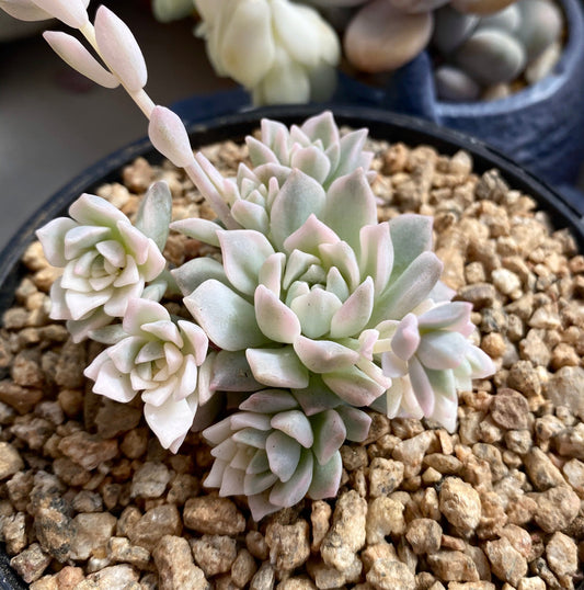 Echeveria prolifica variegated 'little rose' S