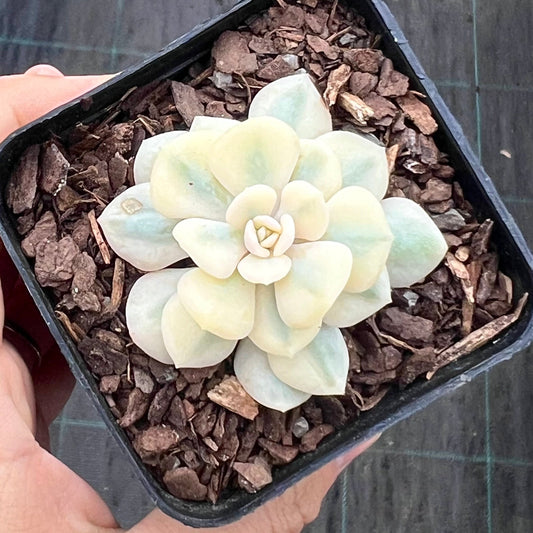 Echeveria cubic frost variegated