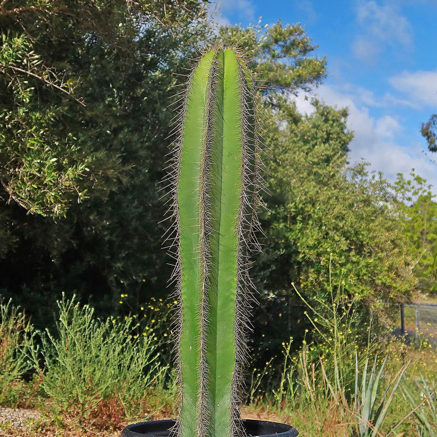 Isolatocereus dumortieri