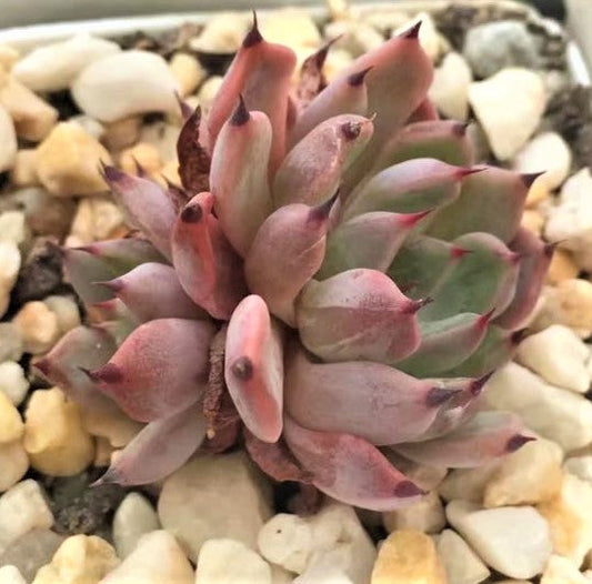 Echeveria red absinthe