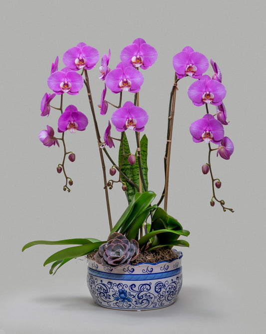 ASIAN ORCHID DELIGHT
