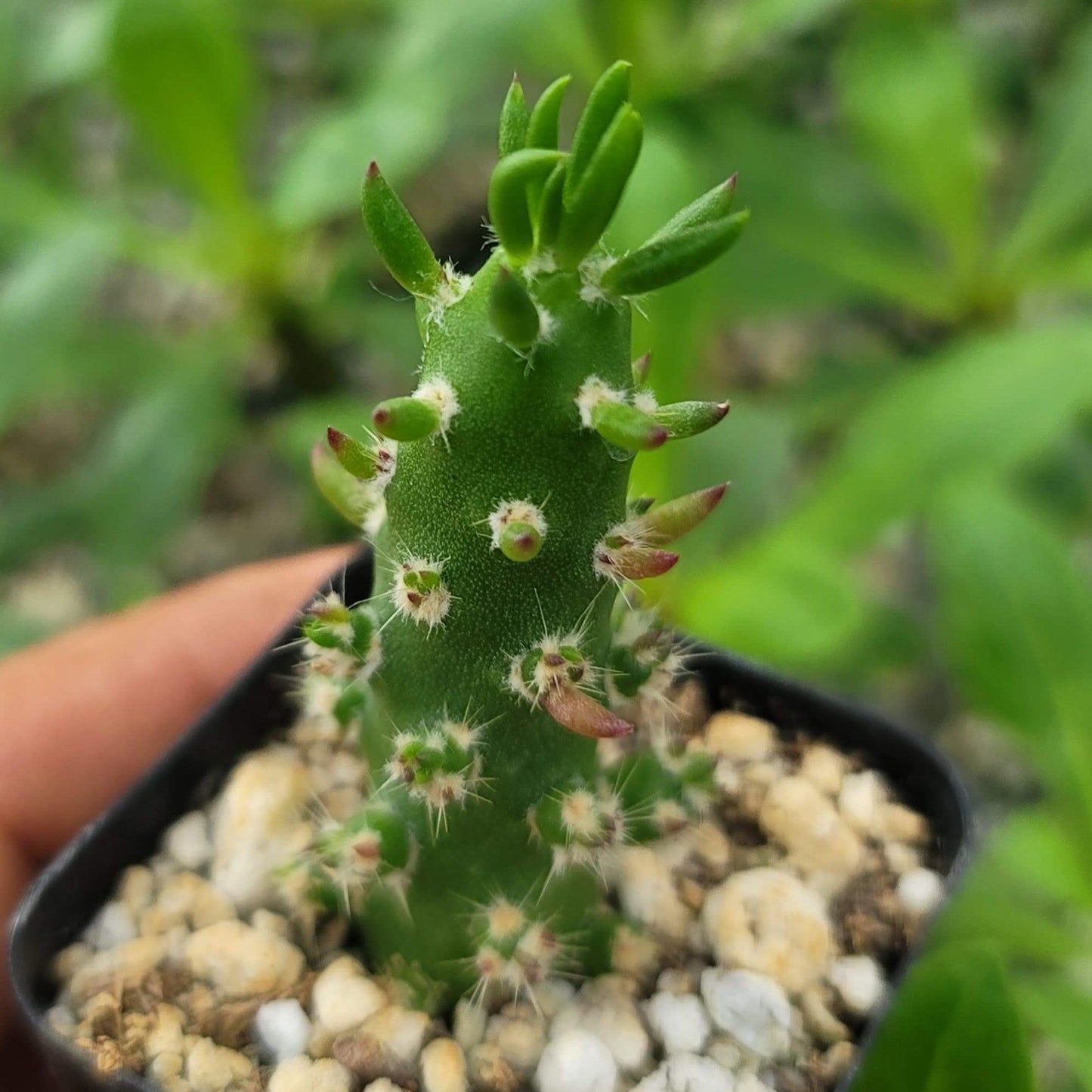 Eve's Needle Cactus - Austrocylindropuntia subulata