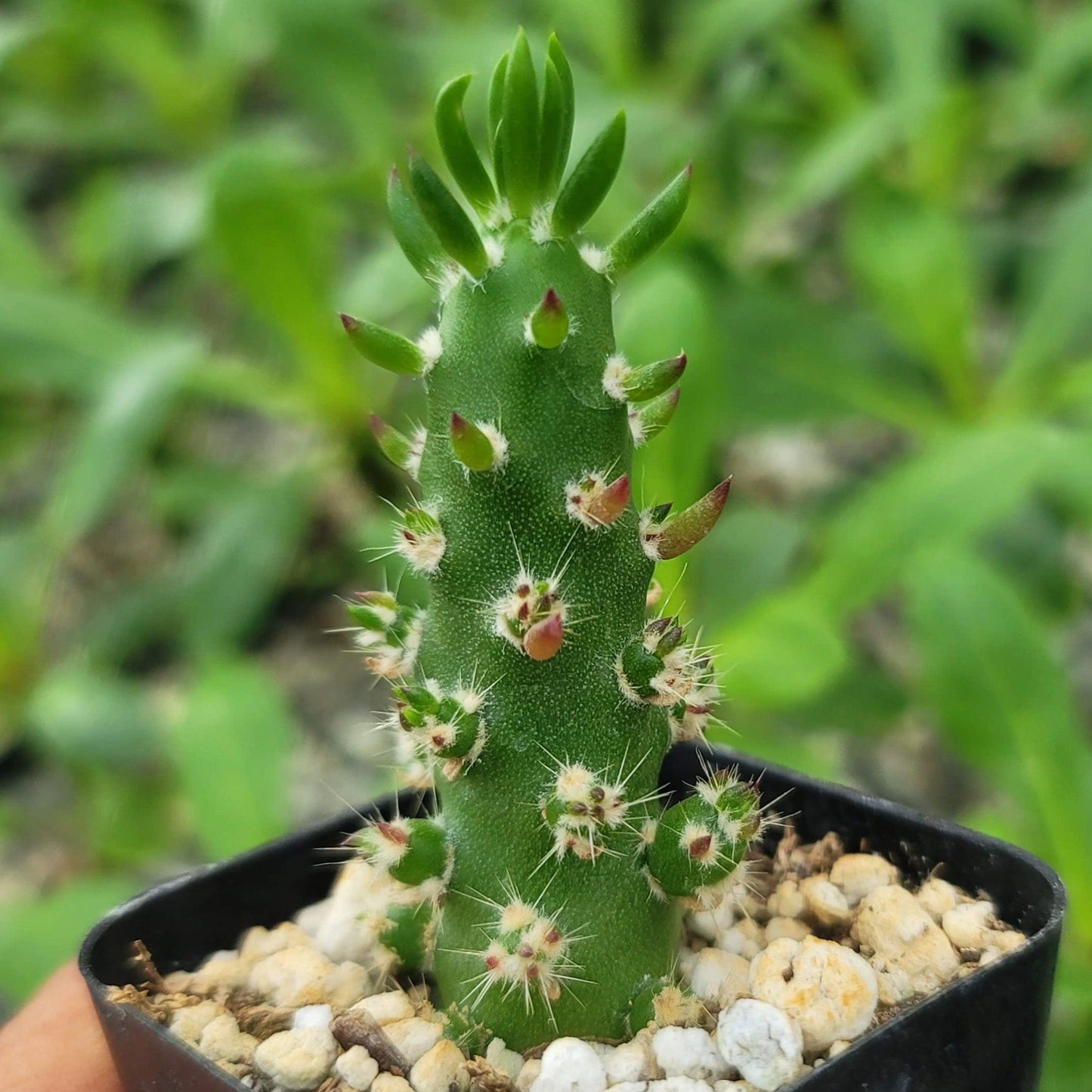 Eve's Needle Cactus - Austrocylindropuntia subulata
