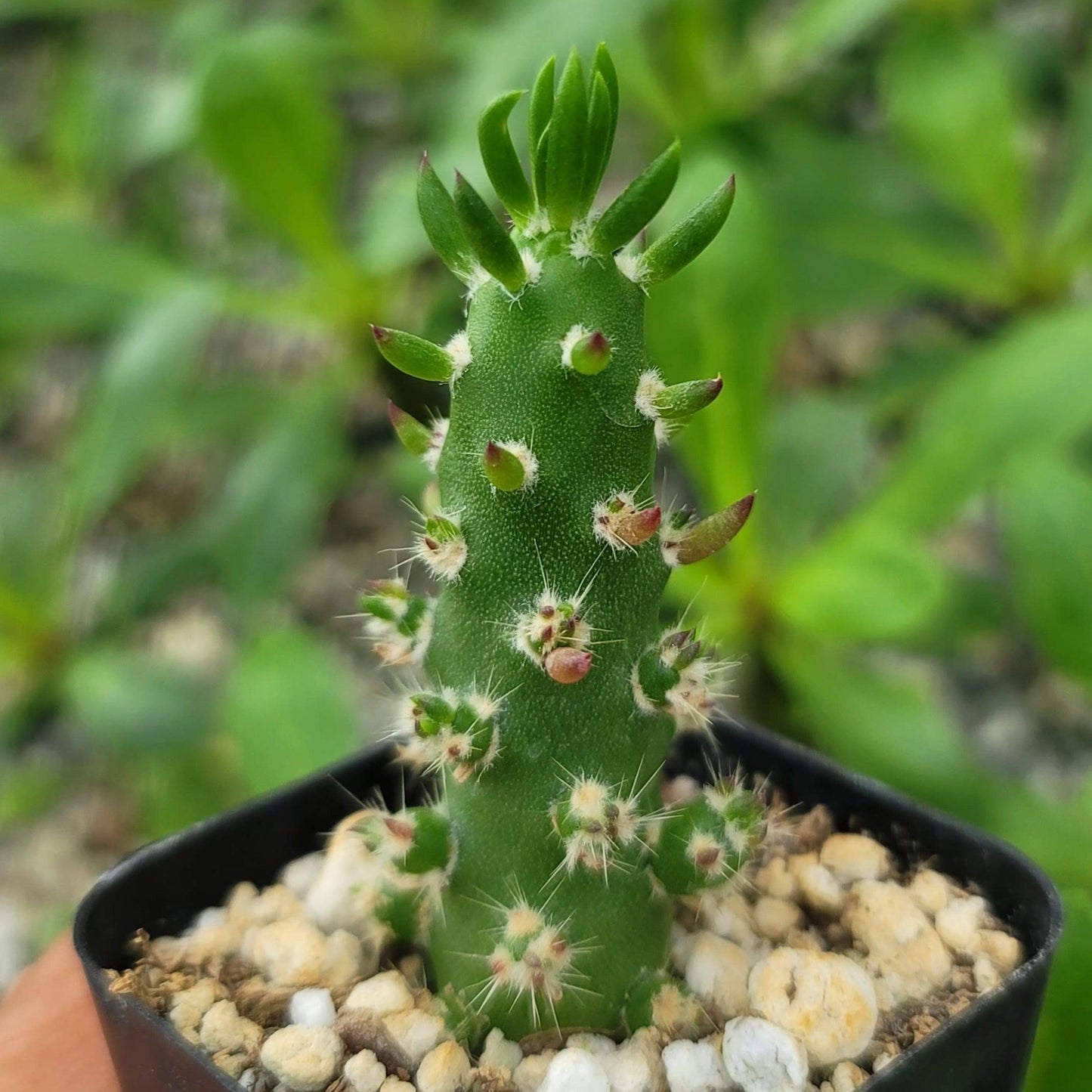 Eve's Needle Cactus - Austrocylindropuntia subulata