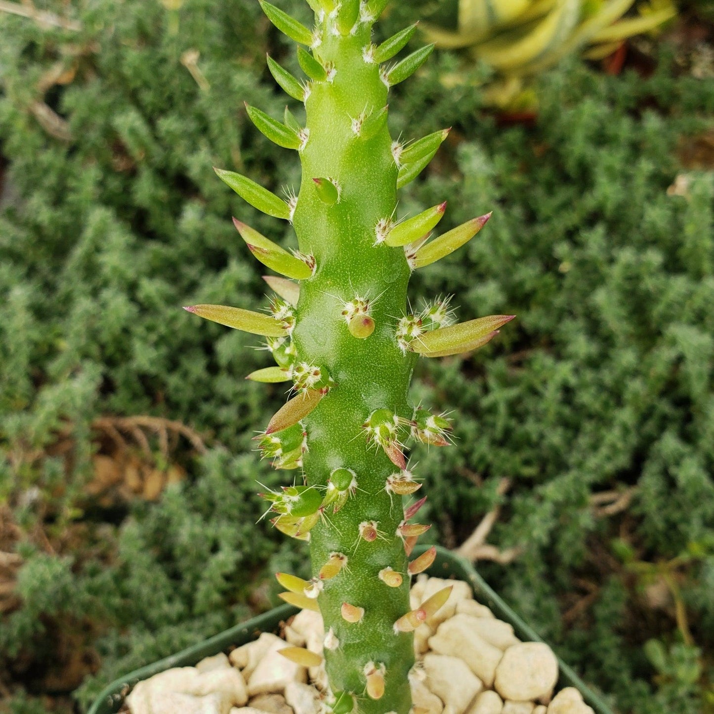 Eve's Needle Cactus - Austrocylindropuntia subulata