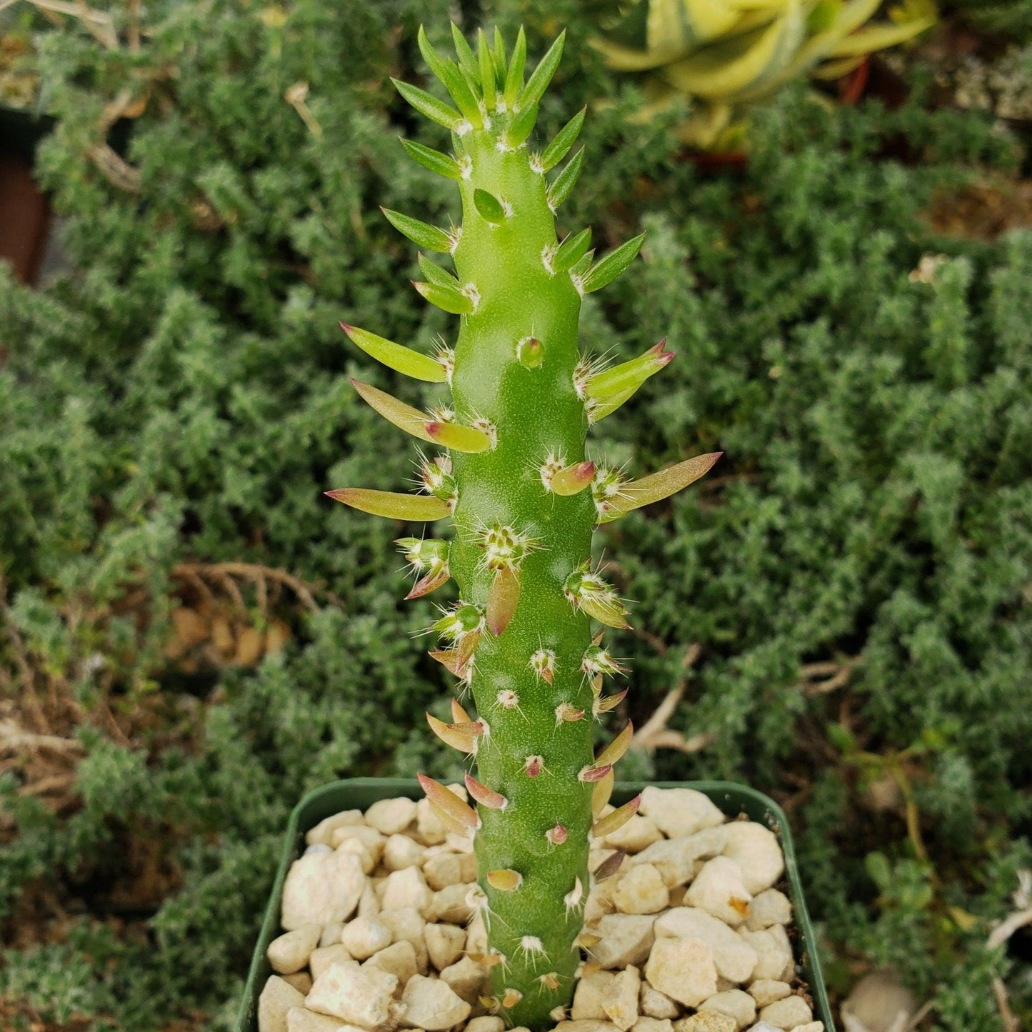 Eve's Needle Cactus - Austrocylindropuntia subulata
