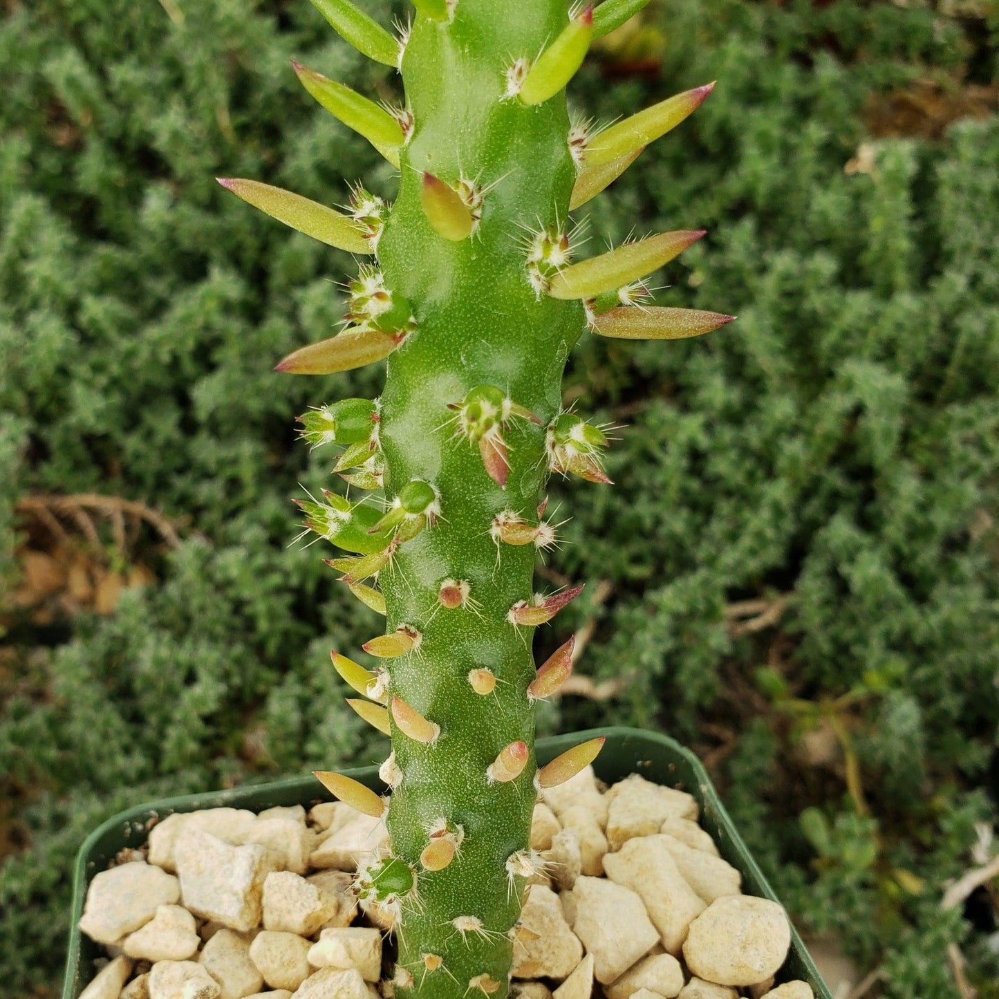 Eve's Needle Cactus - Austrocylindropuntia subulata