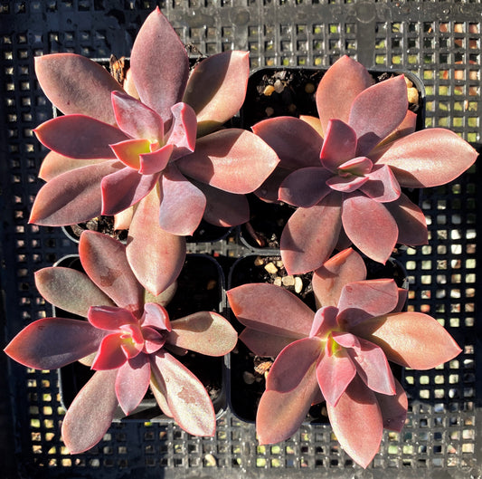 Echeveria purple princess