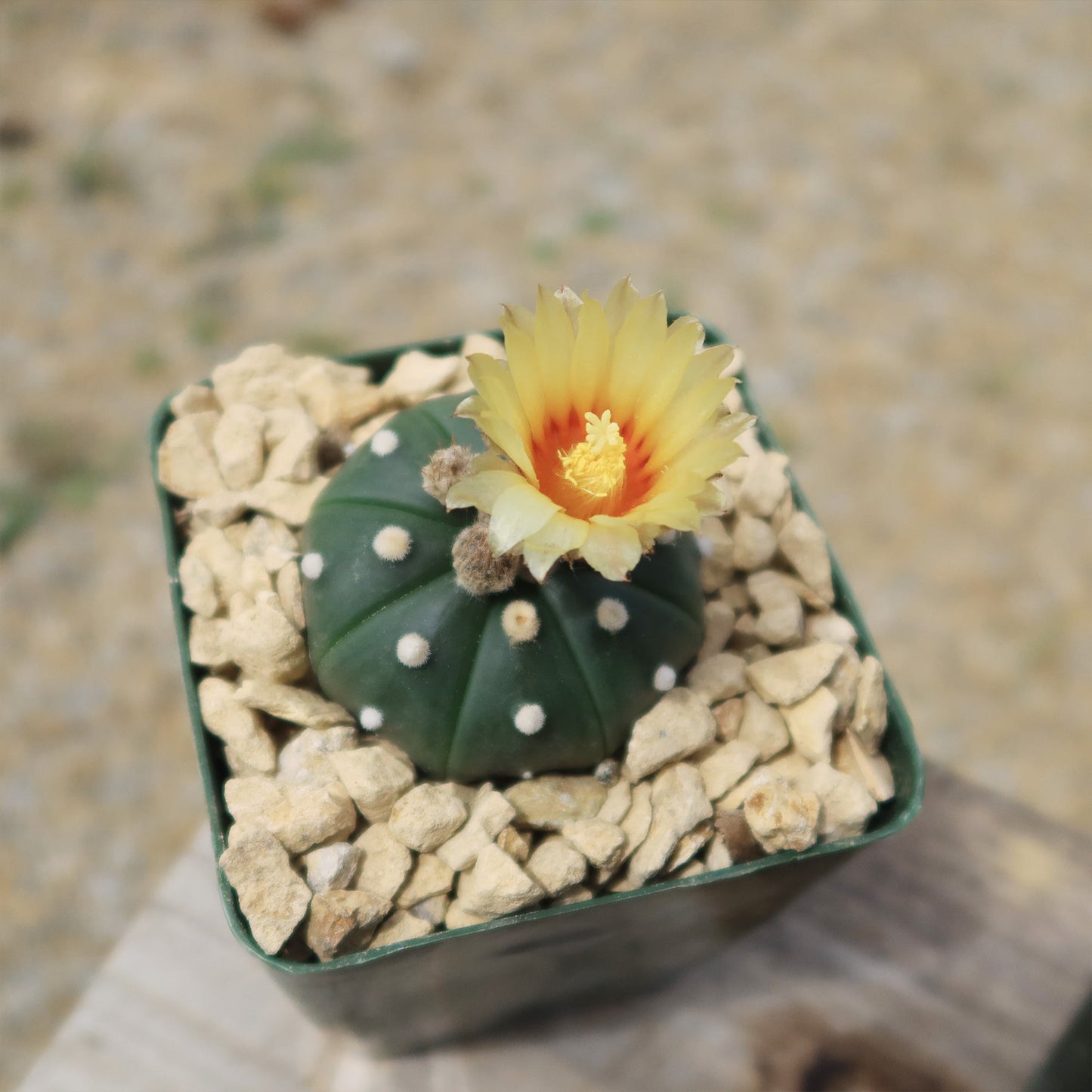 Sand Dollar Cactus 'Astrophytum asterias'