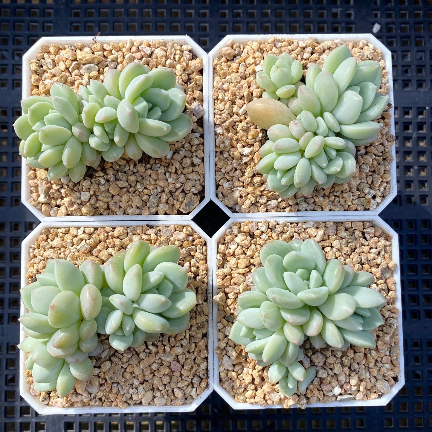 Sedeveria Pudgy