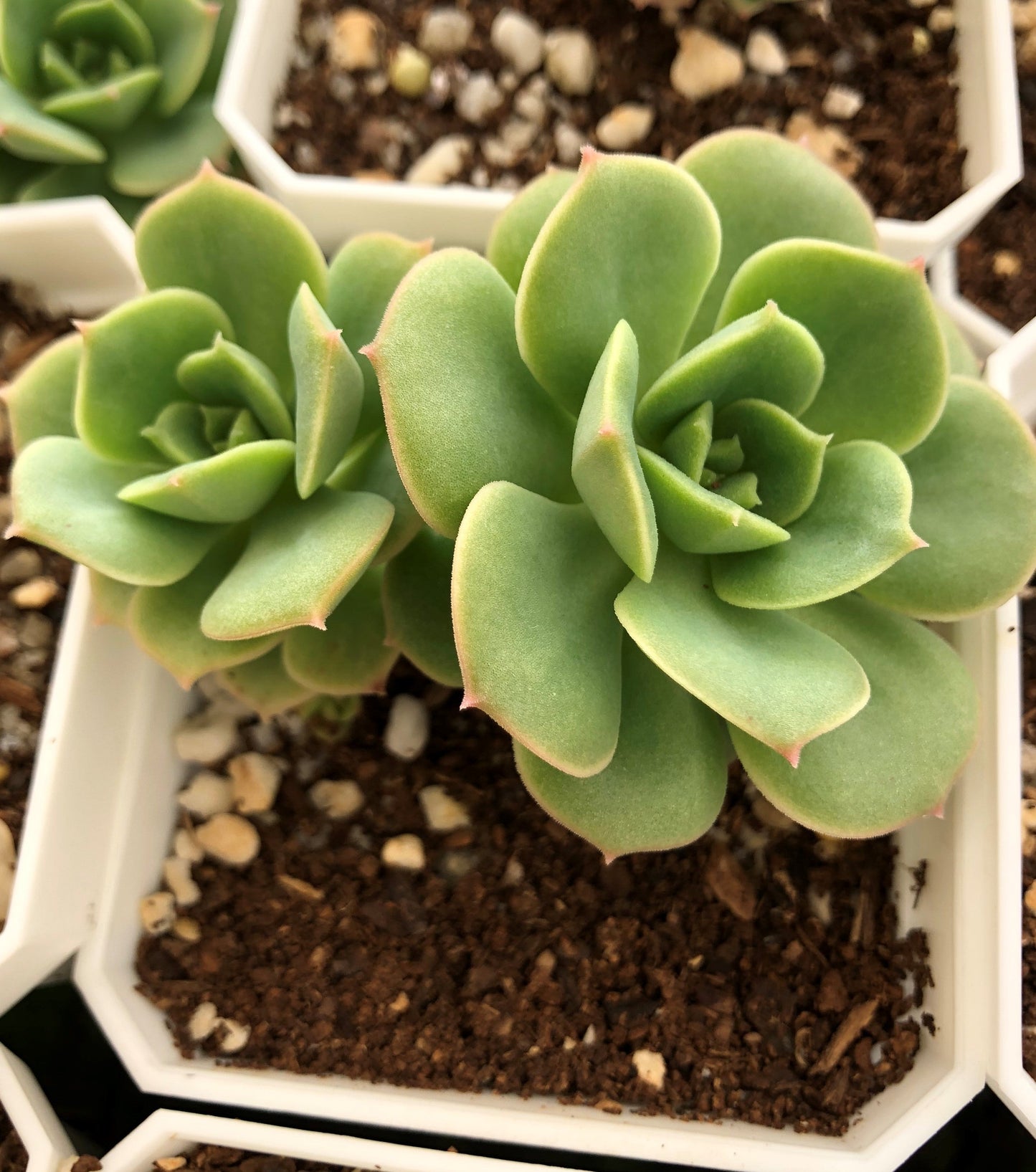 Echeveria semnan