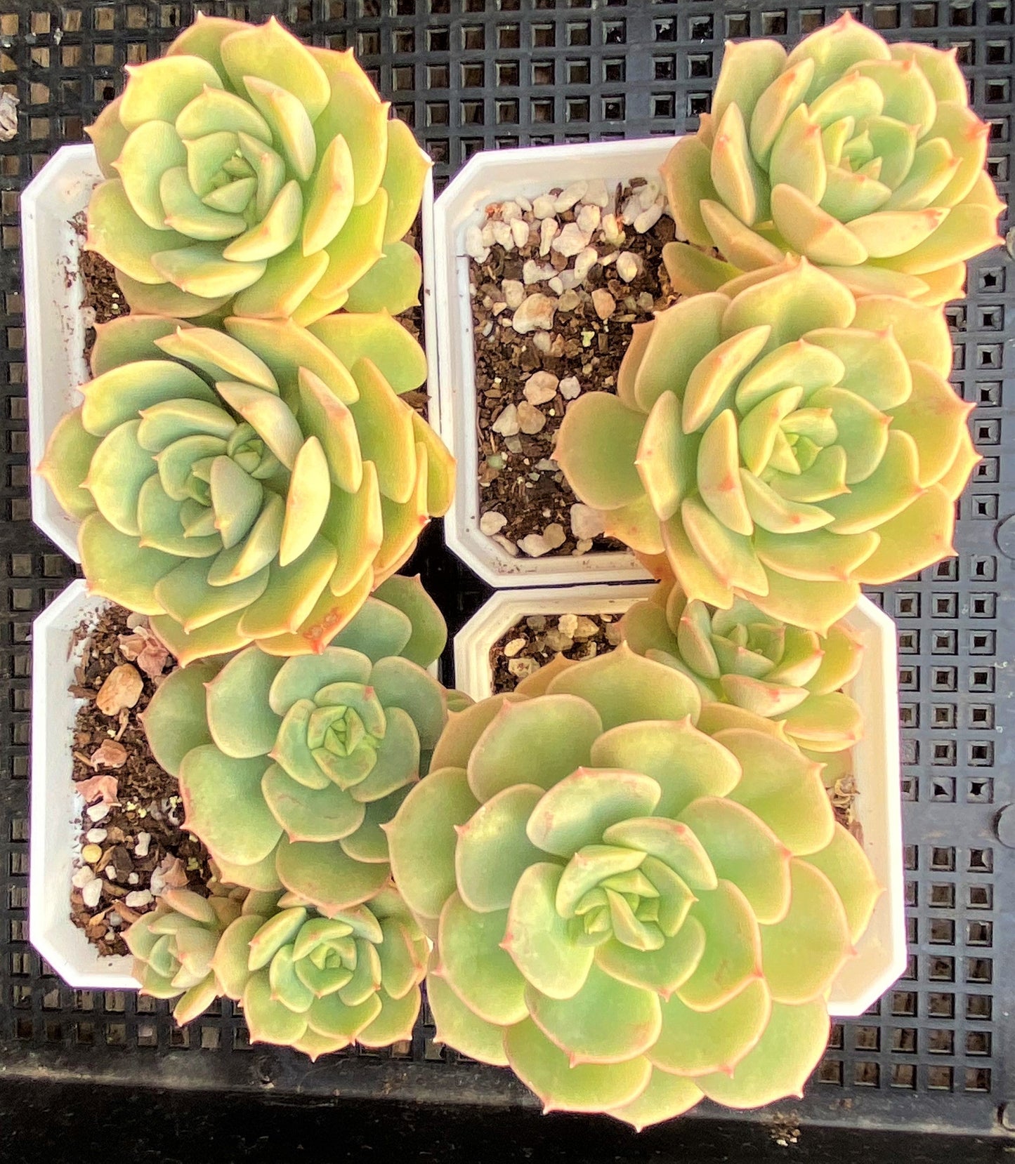 Echeveria semnan