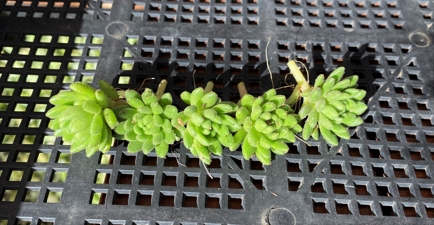 S.hirsutum ssp. baeticum Rouy cutting
