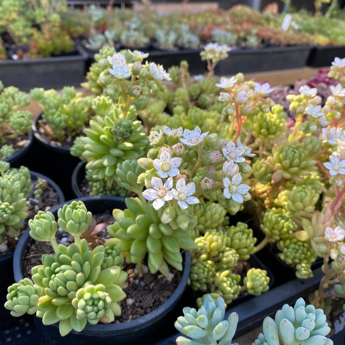 S.hirsutum ssp. baeticum Rouy cutting