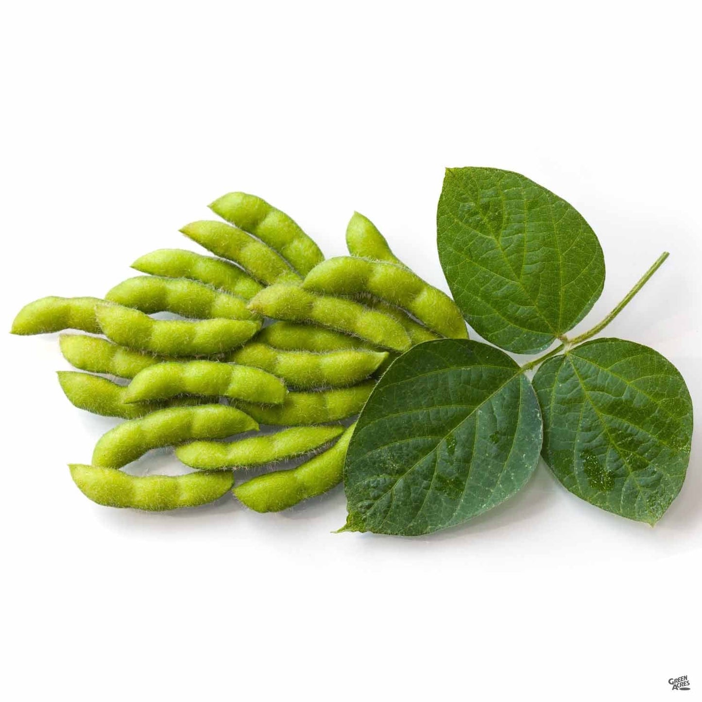 Edamame Beans