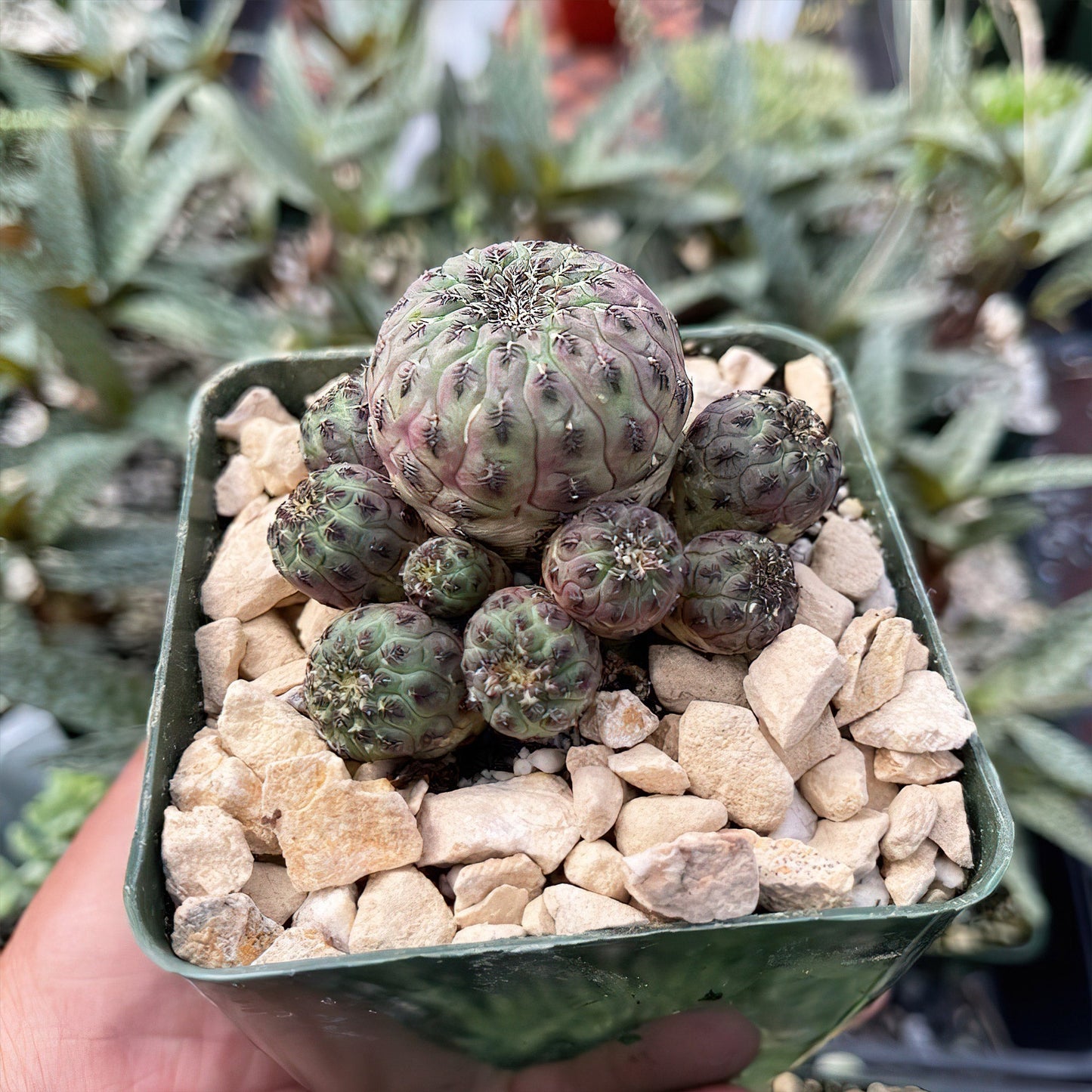 Sulcorebutia rauschii violacidermis