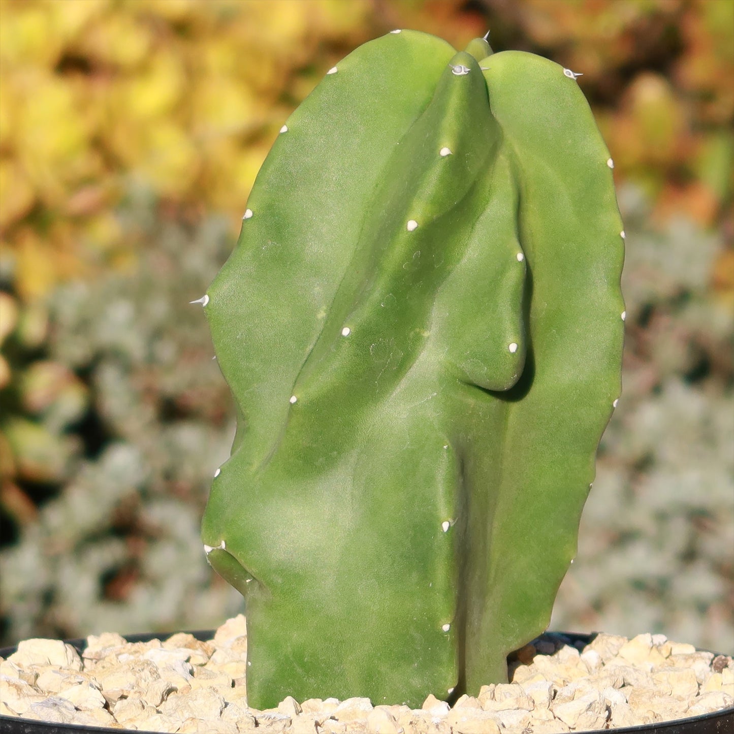 Totem Pole Cactus 'Pachycereus schottii 'monstrosus'