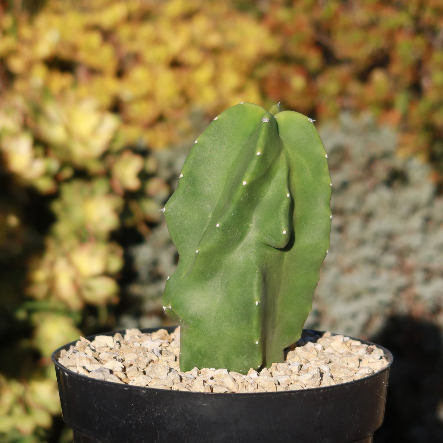 Totem Pole Cactus 'Pachycereus schottii 'monstrosus'