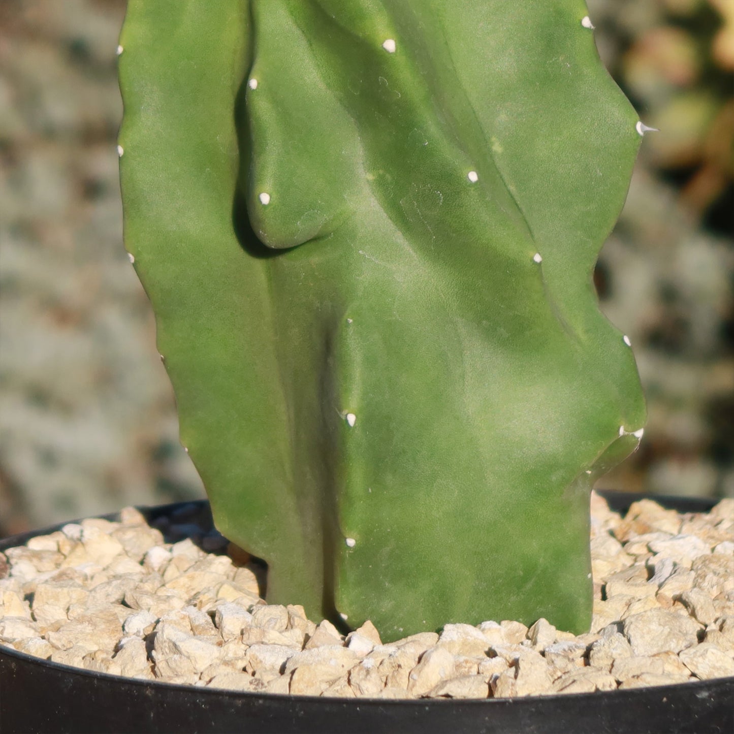 Totem Pole Cactus 'Pachycereus schottii 'monstrosus'