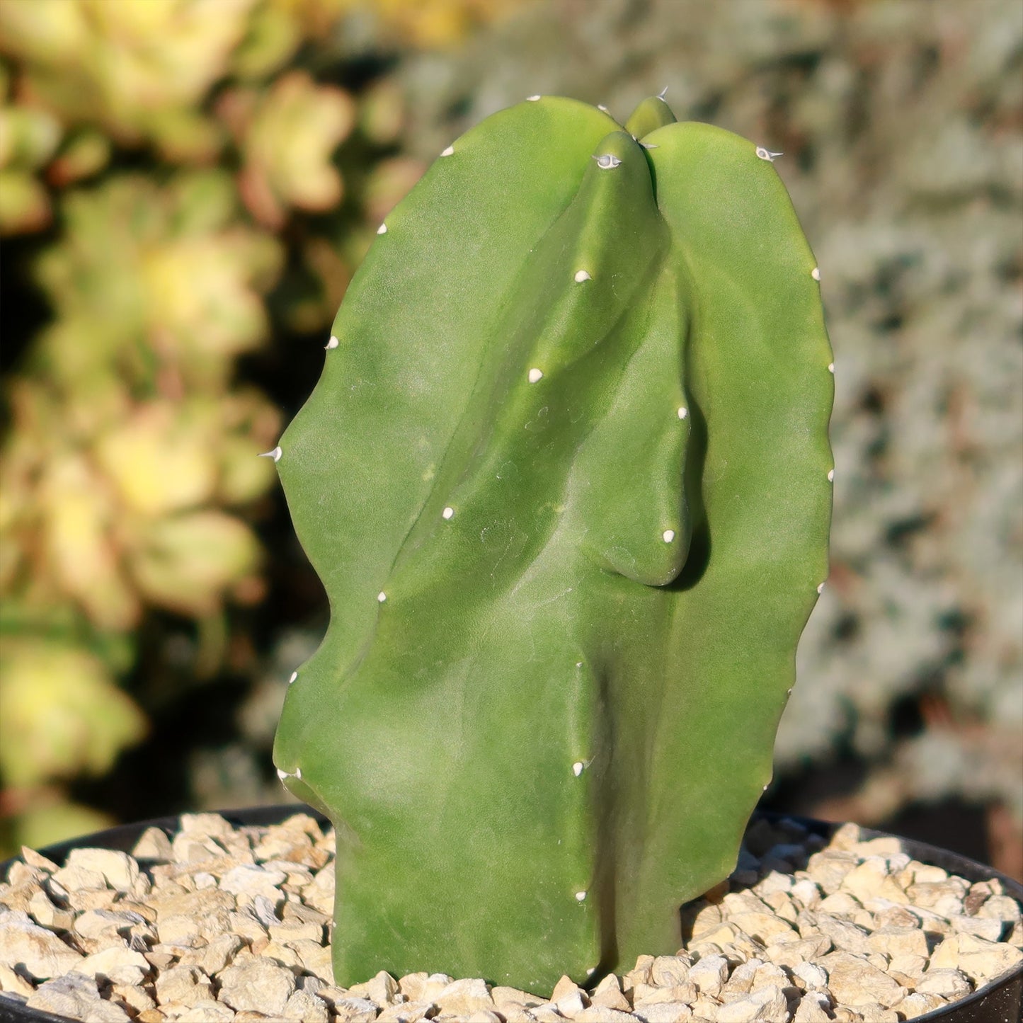 Totem Pole Cactus 'Pachycereus schottii 'monstrosus'