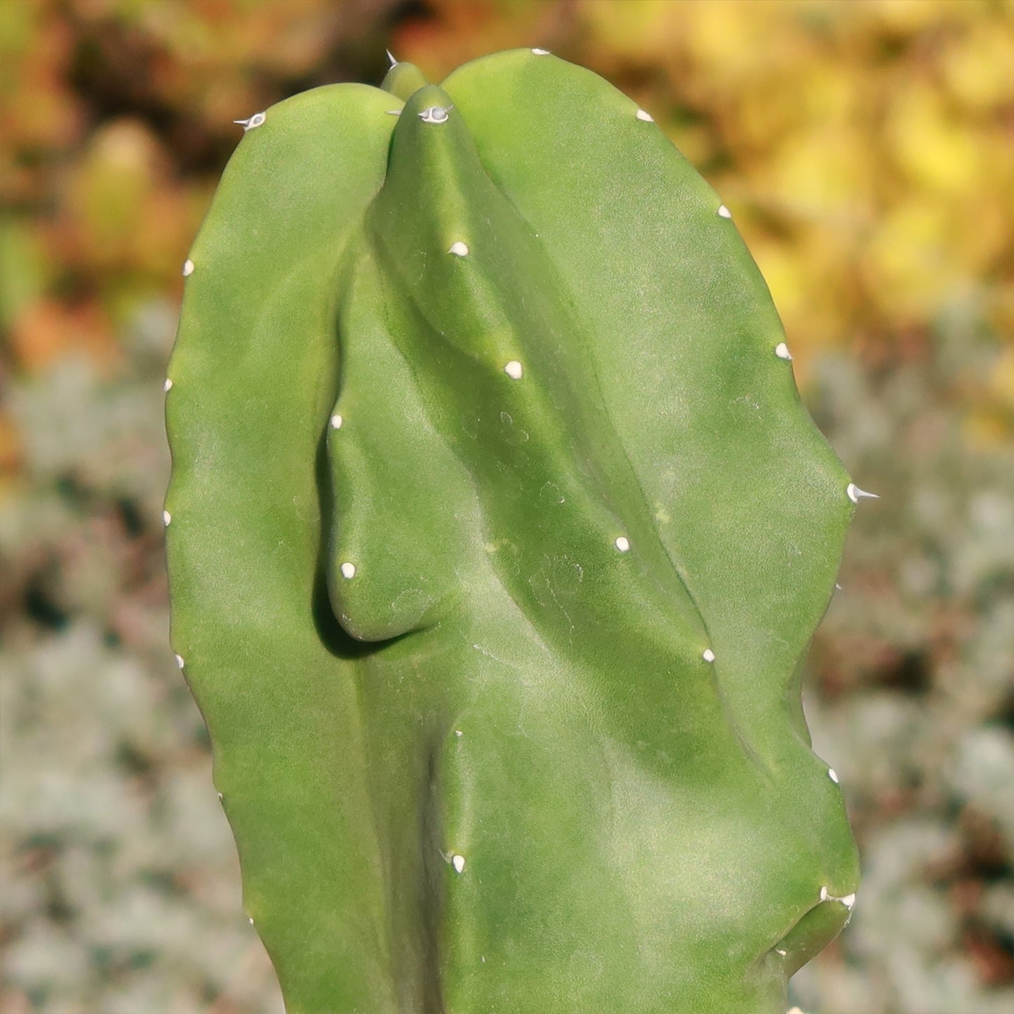 Totem Pole Cactus 'Pachycereus schottii 'monstrosus'