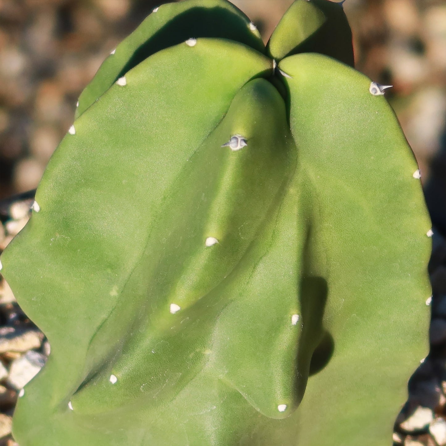 Totem Pole Cactus 'Pachycereus schottii 'monstrosus'