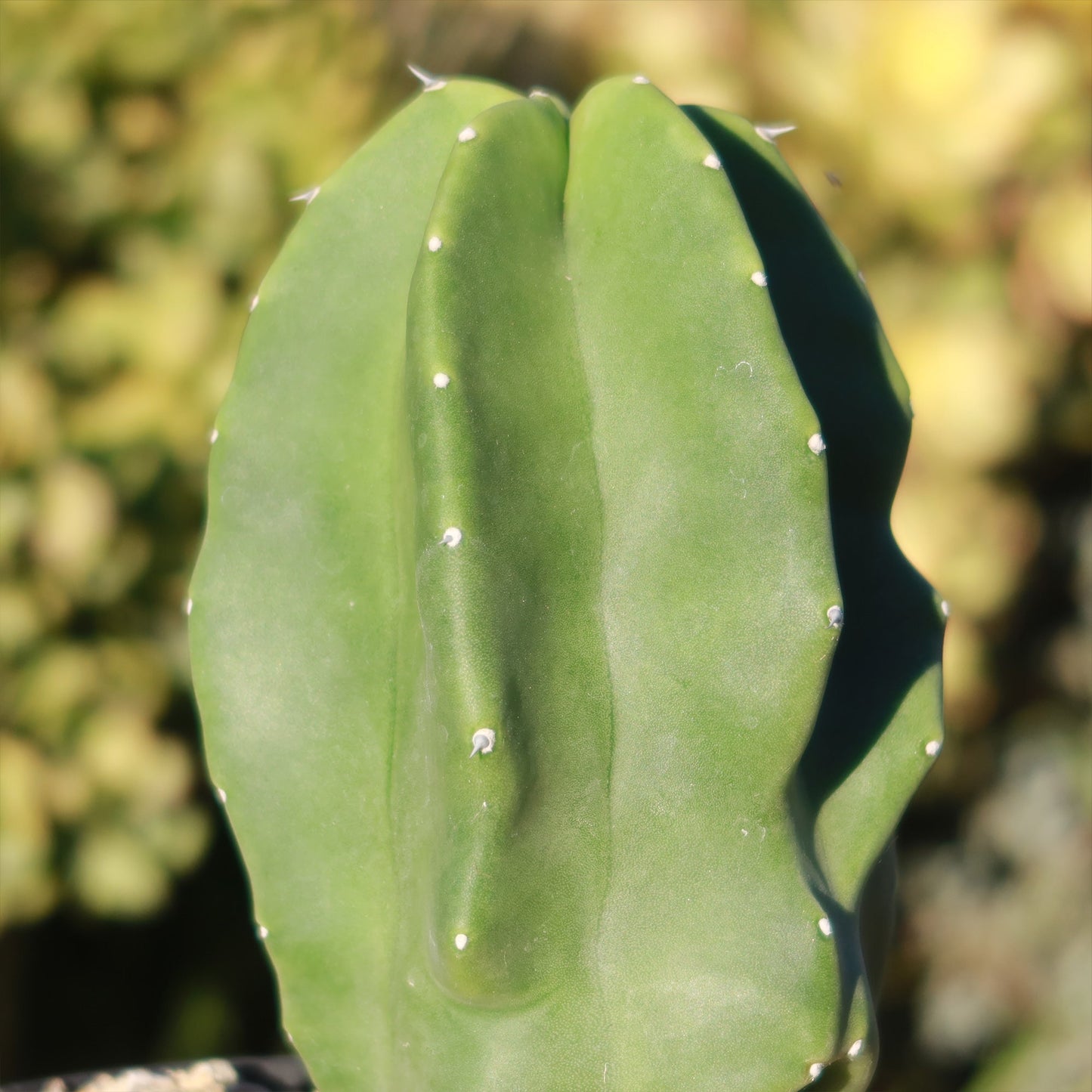 Totem Pole Cactus 'Pachycereus schottii 'monstrosus'
