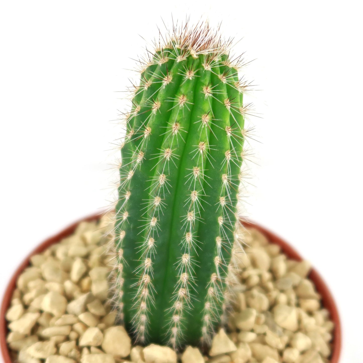 Trixantocereus blossfeldiorum