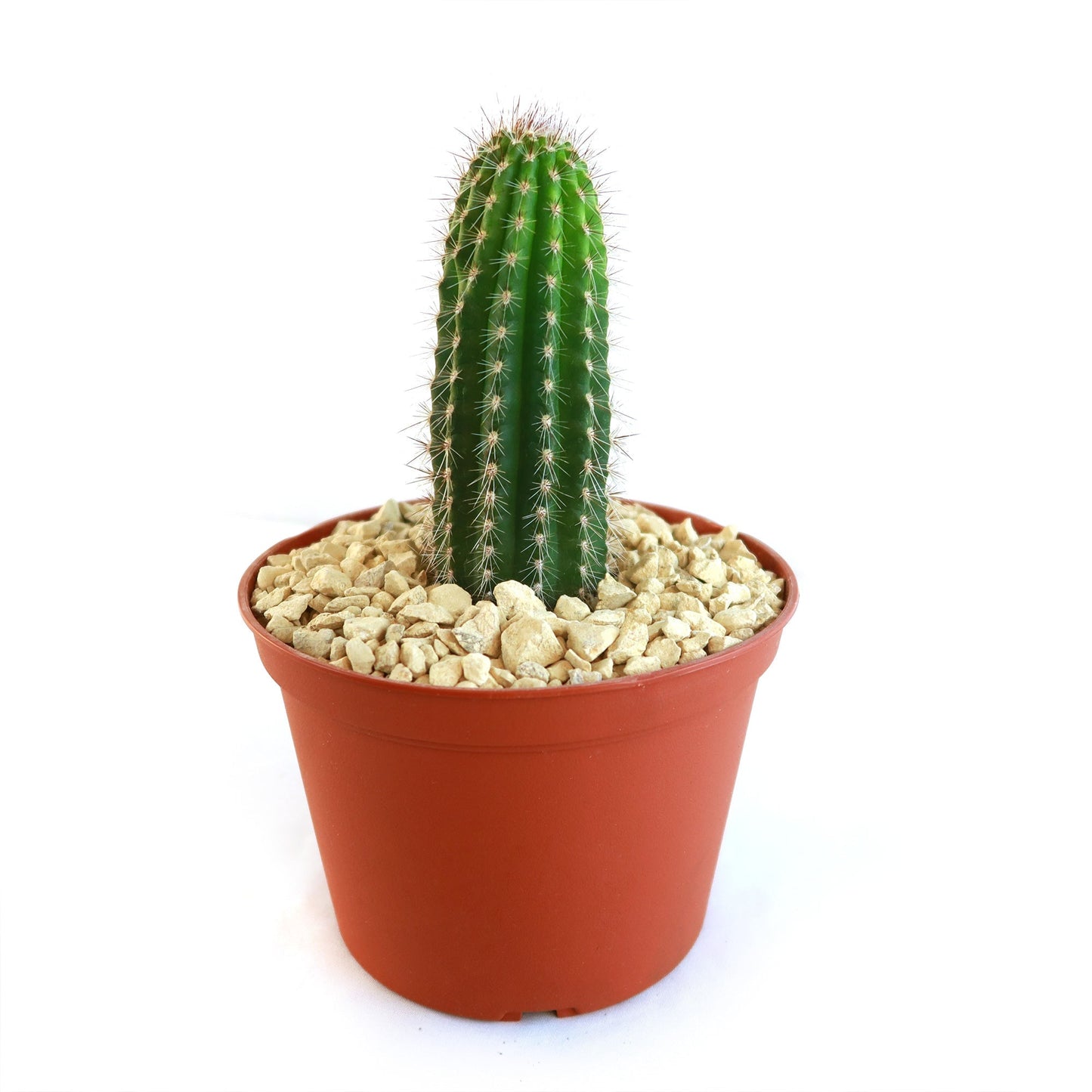Trixantocereus blossfeldiorum