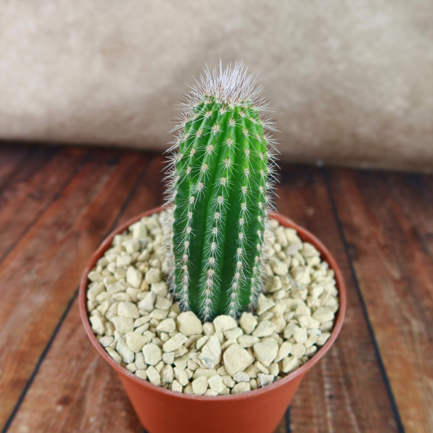 Trixantocereus blossfeldiorum