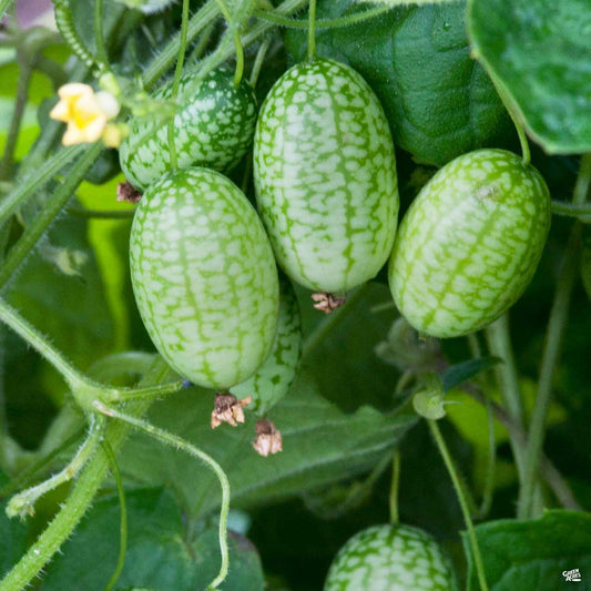 Cucamelon