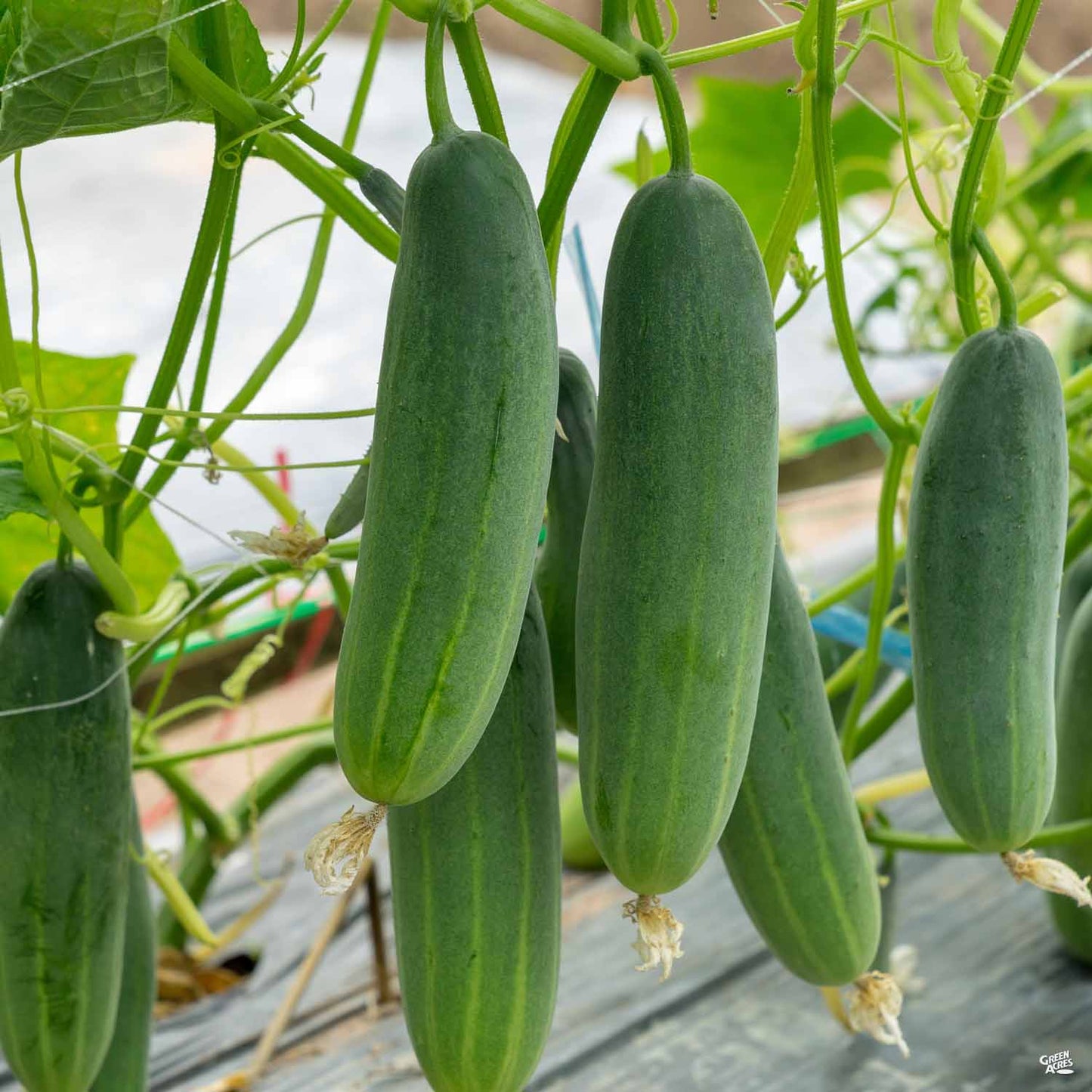 Cucumber 'Marketmore 76'