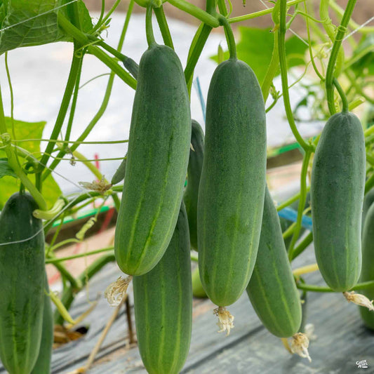 Cucumber 'Marketmore 76'