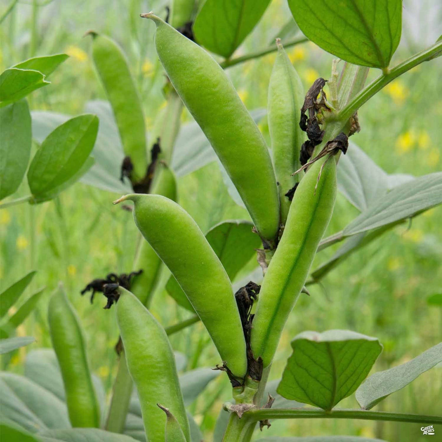 Lima Bean 'Henderson'