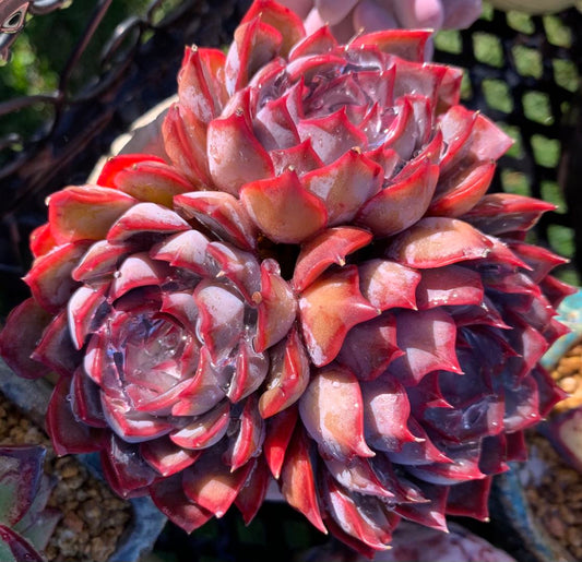 Echeveria dark ice