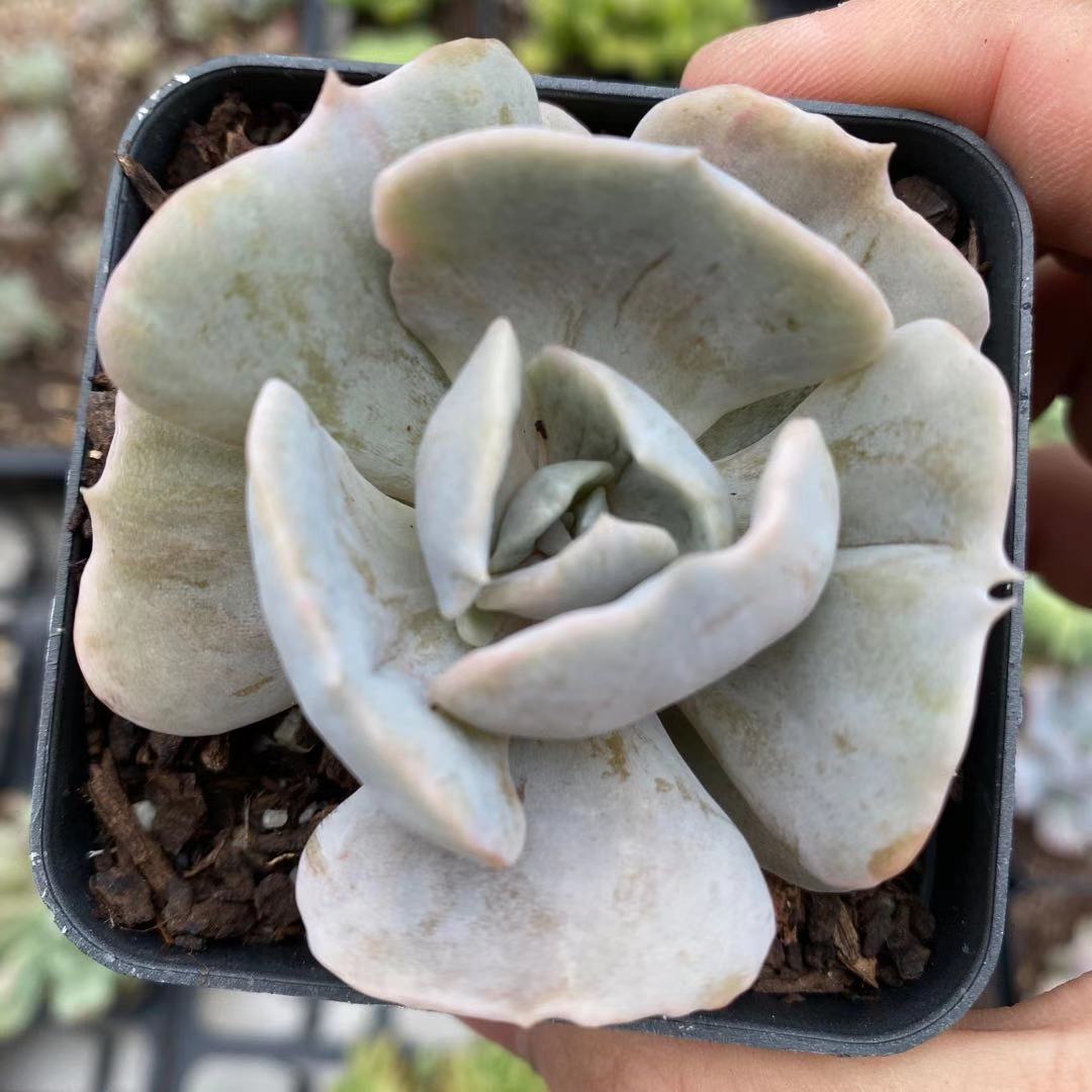 Echeveria lilacina monstrose
