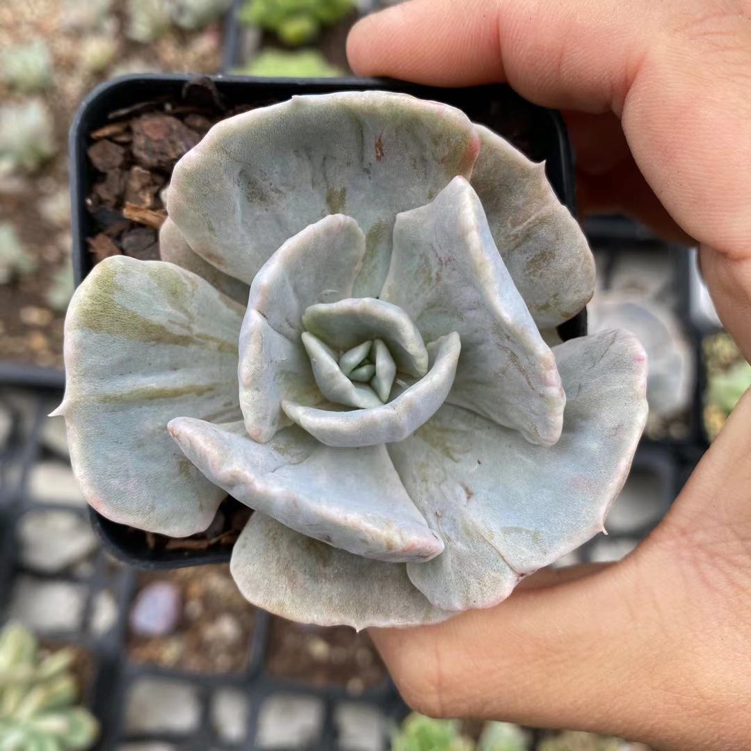 Echeveria lilacina monstrose