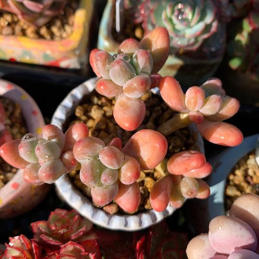 Pachyphytum garciae S