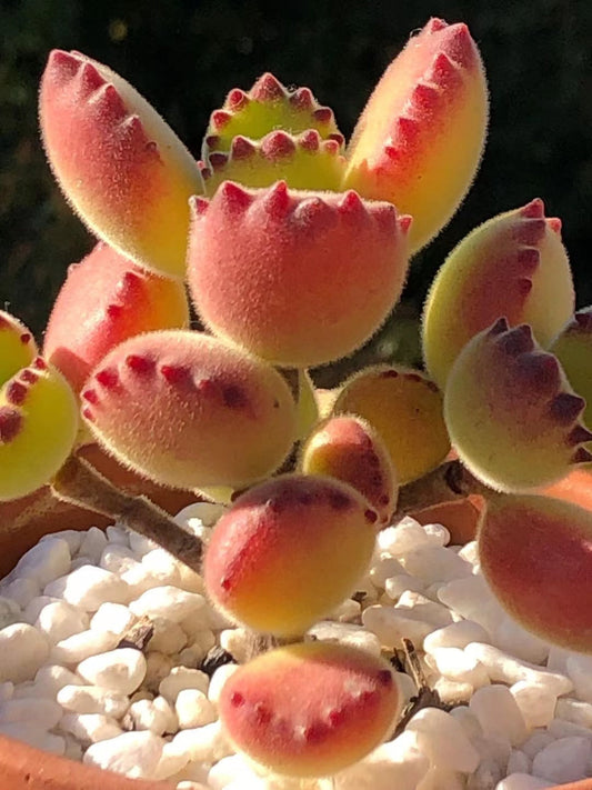Cotyledon tomentosa (bear paws)