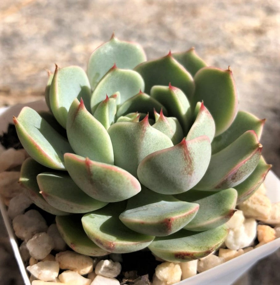 Echeveria ben badis