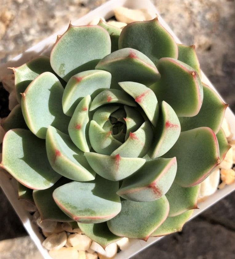 Echeveria ben badis