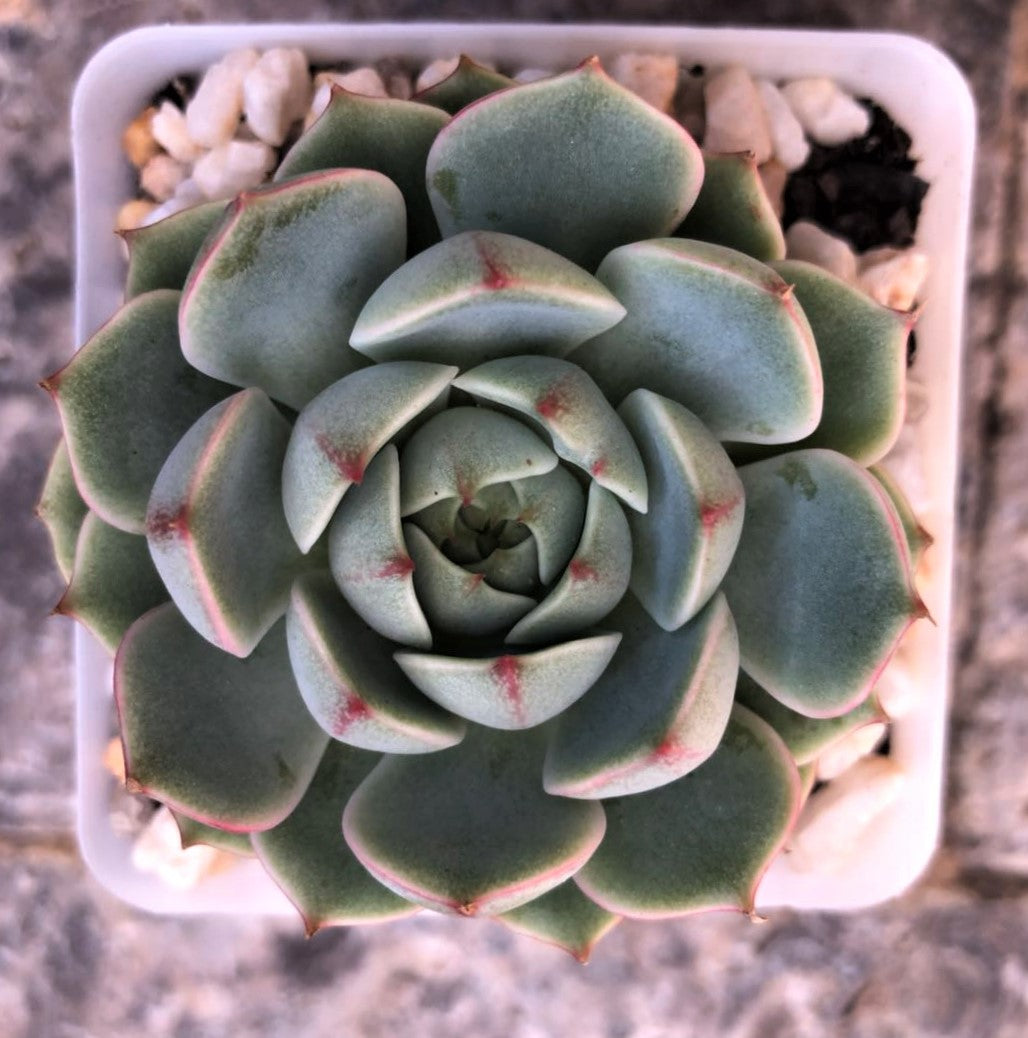 Echeveria ben badis