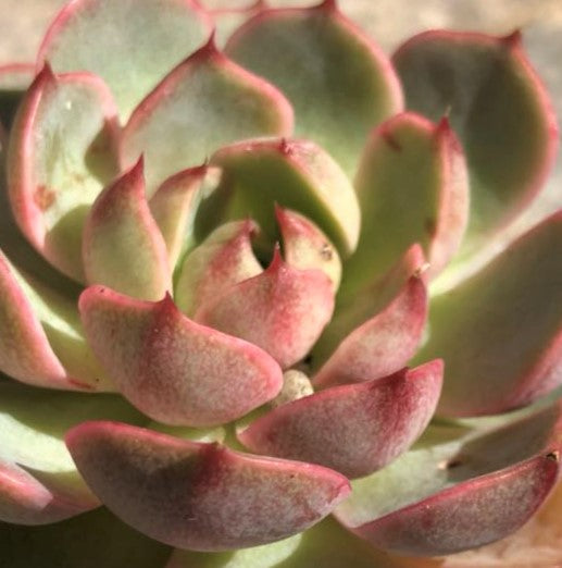 Echeveria ben badis
