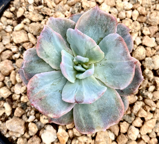 Echeveria subsessilis monstrose S