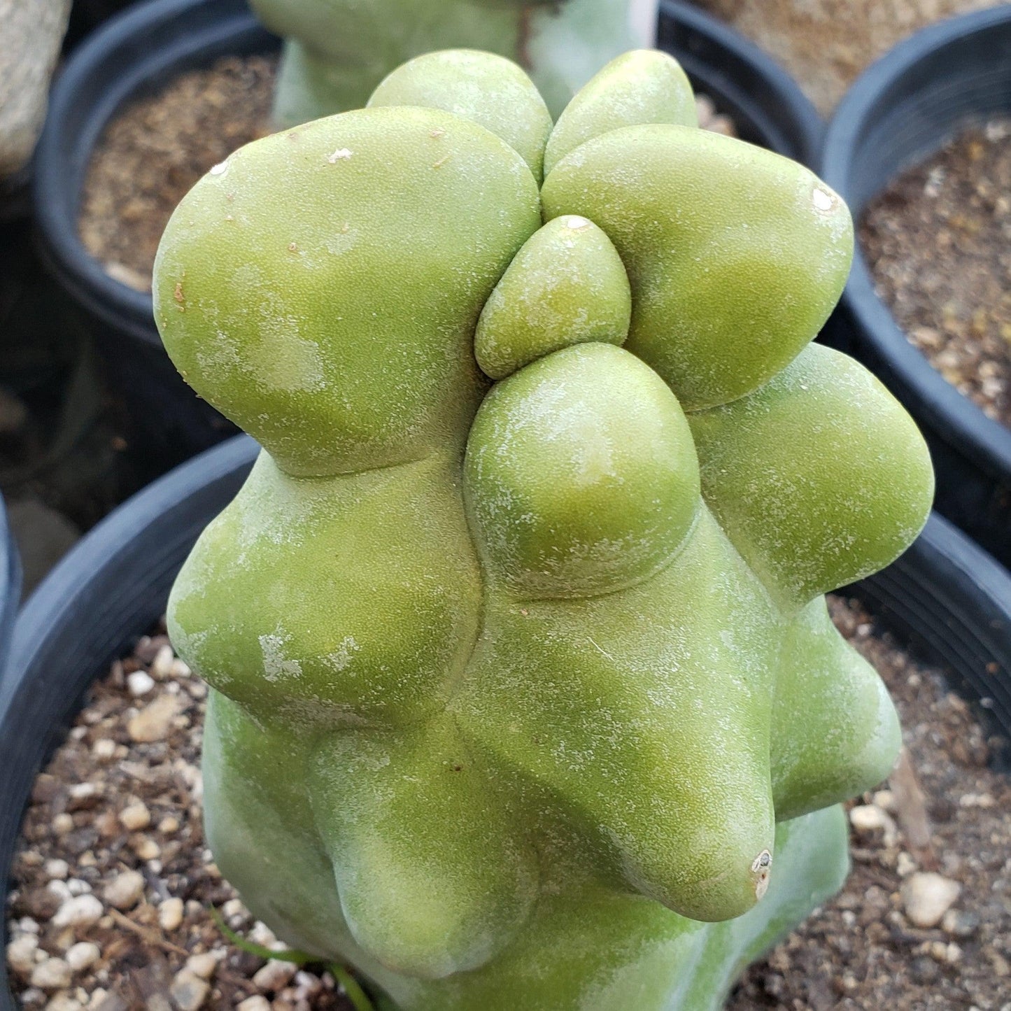 Totem Pole Cactus 'Pachycereus schottii 'monstrosus'
