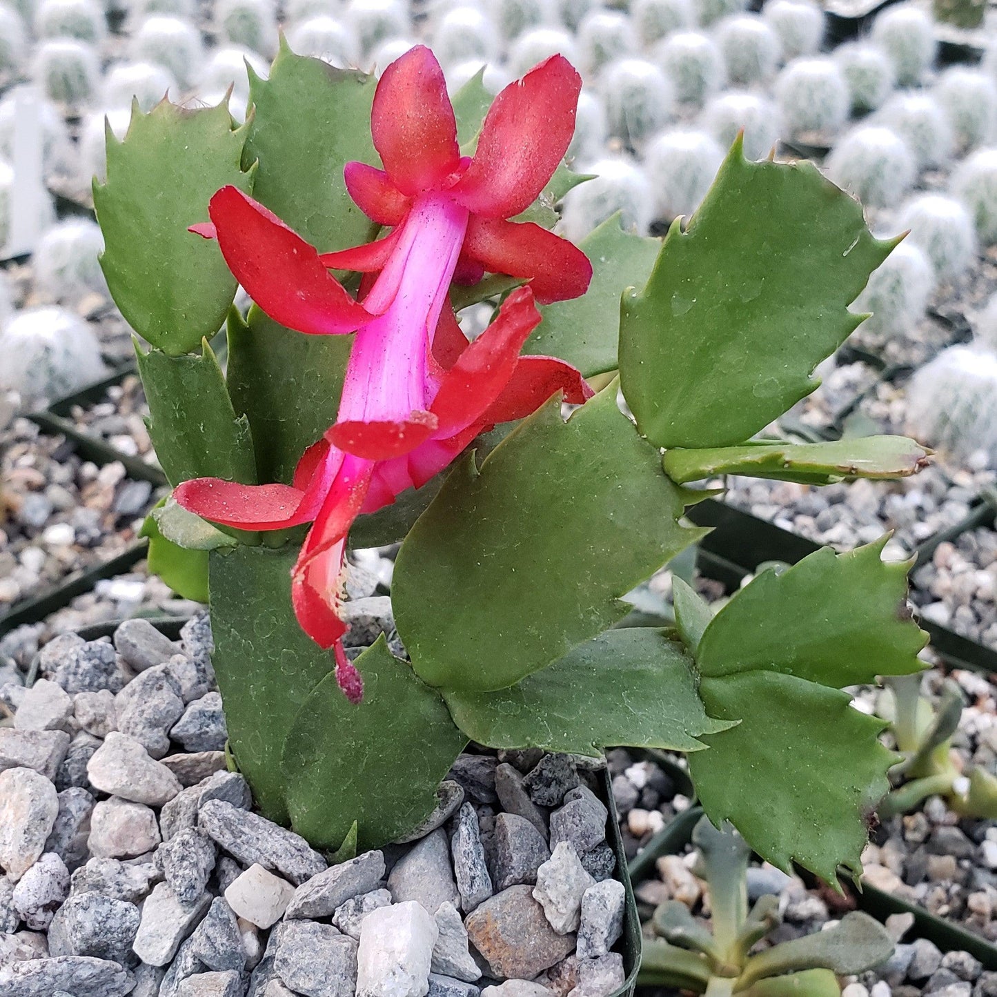 Red Thanksgiving Cactus 'Schlumbergera truncata'